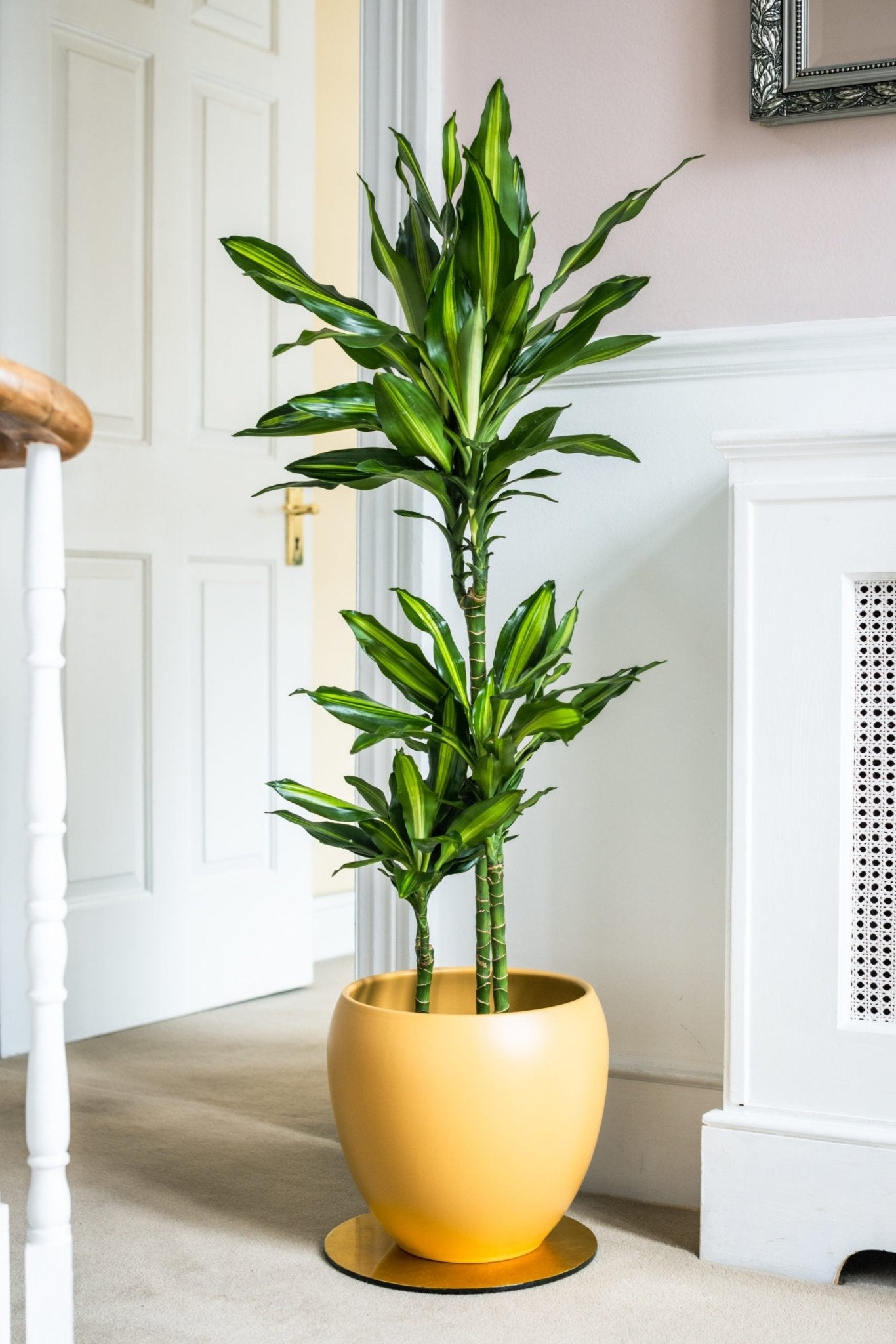 dracaena cintho water House Plants - Dracaena Fragrans