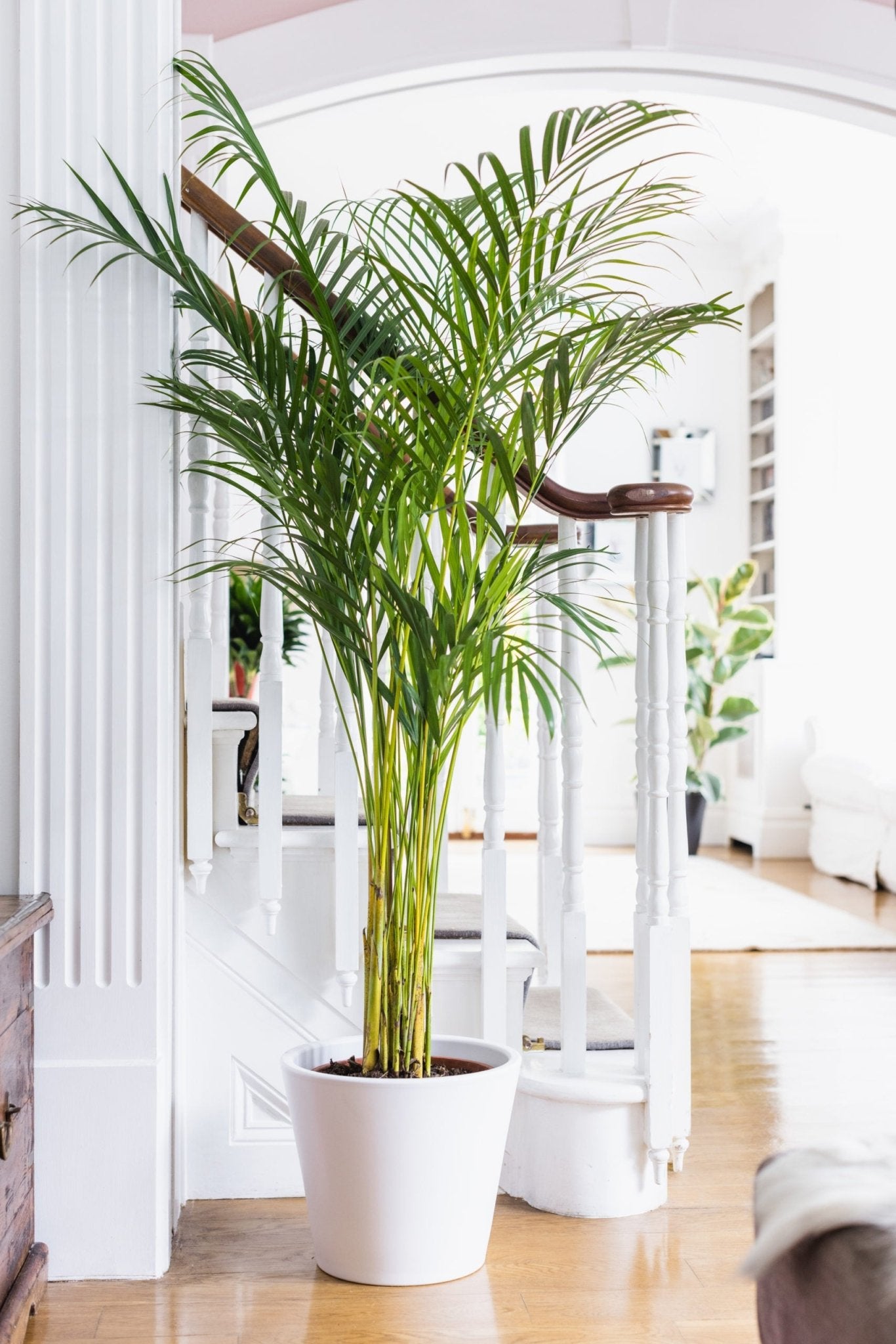 areca palm indoor uk House Plants - Dypsis Lutscens