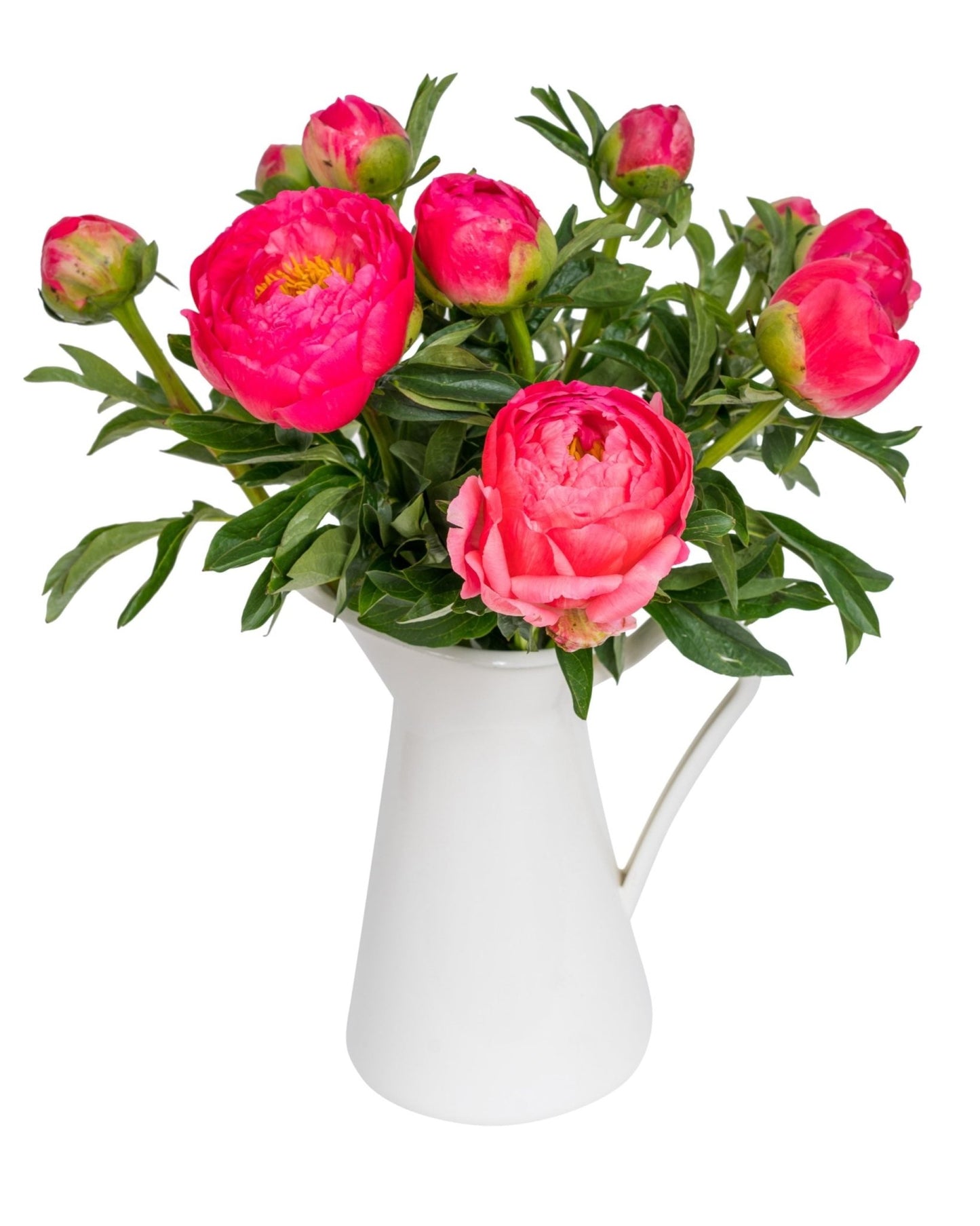 Actual - 10-8 Coral Peonies