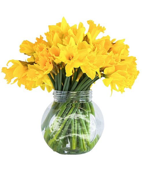 Daffodils