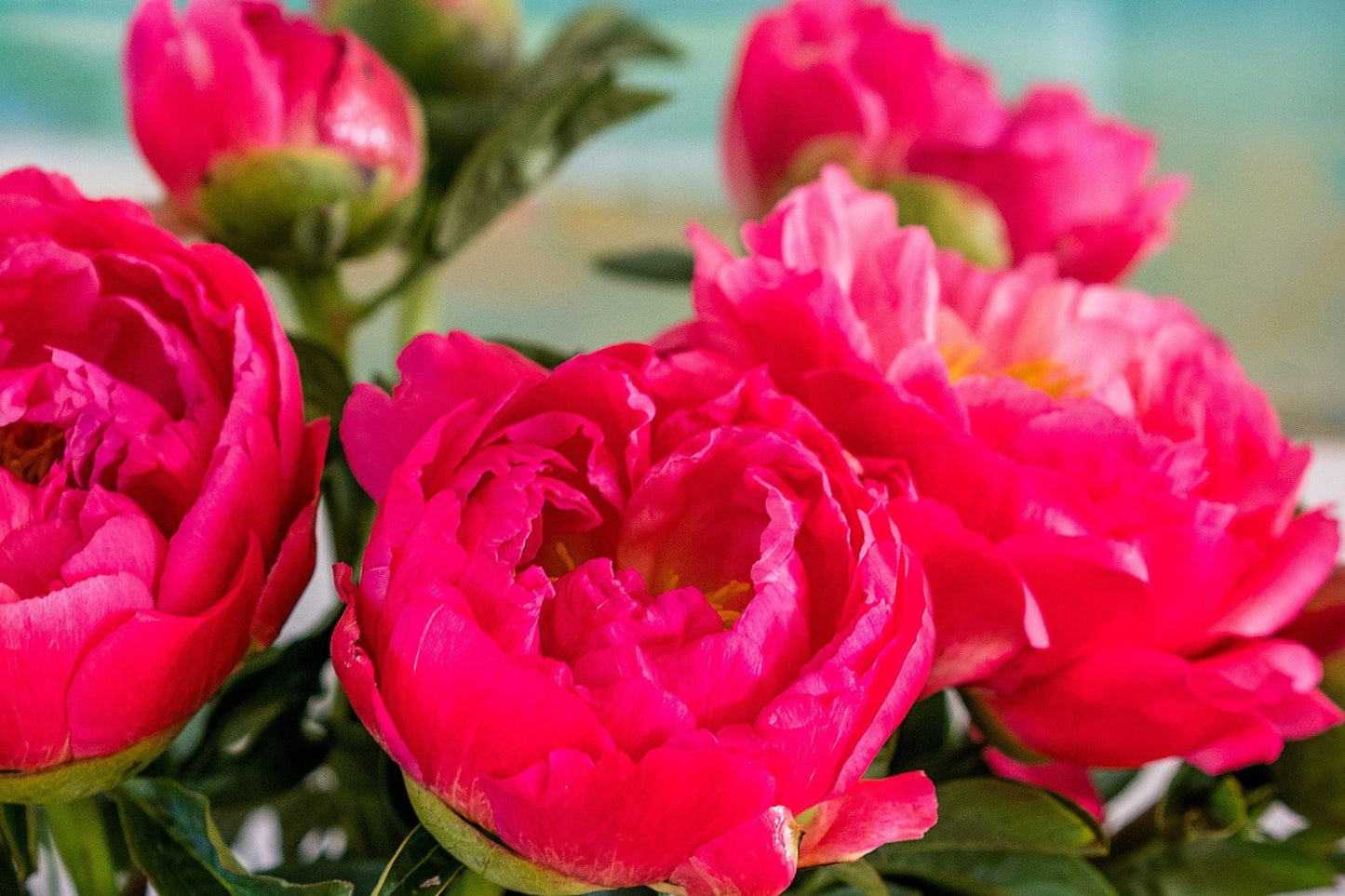 Landscape - Coral Charm Peonies