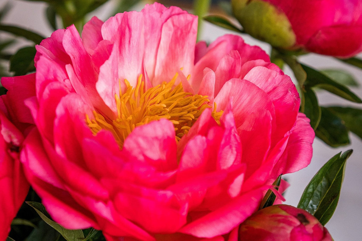 Landscape - Coral Sunset Peonies