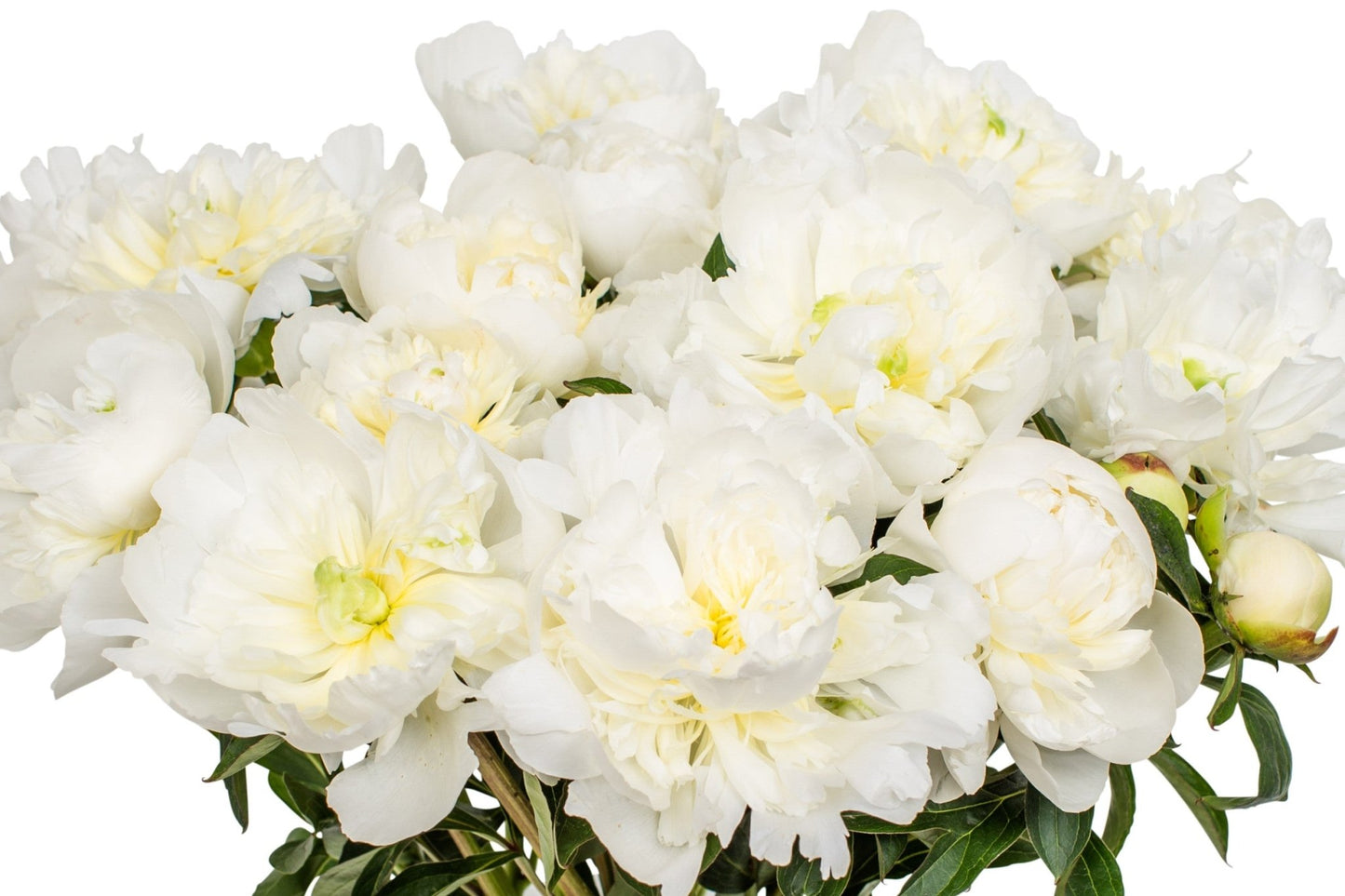 Landscape - White Peonies