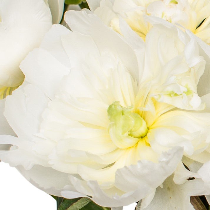Square White Peonies Close Up