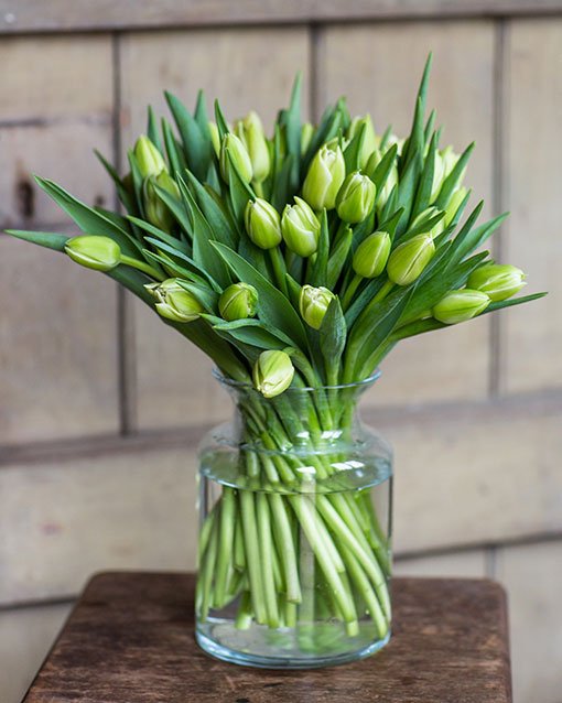 
                      
                        Subscription Flowers - Tulips
                      
                    