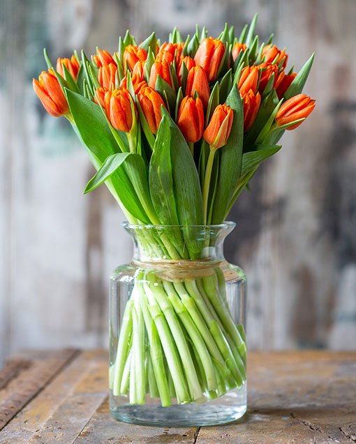 
                      
                        Subscription Flowers - Tulips
                      
                    