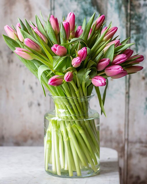 
                      
                        Subscription Flowers - Tulips
                      
                    