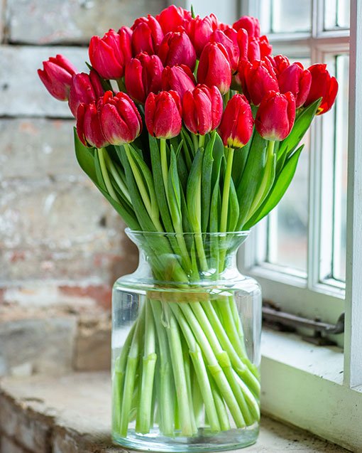 
                      
                        Tulips
                      
                    