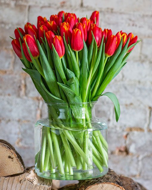 Tulips - Red & Yellow