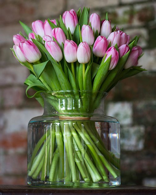 
                      
                        Subscription Flowers - Tulips
                      
                    