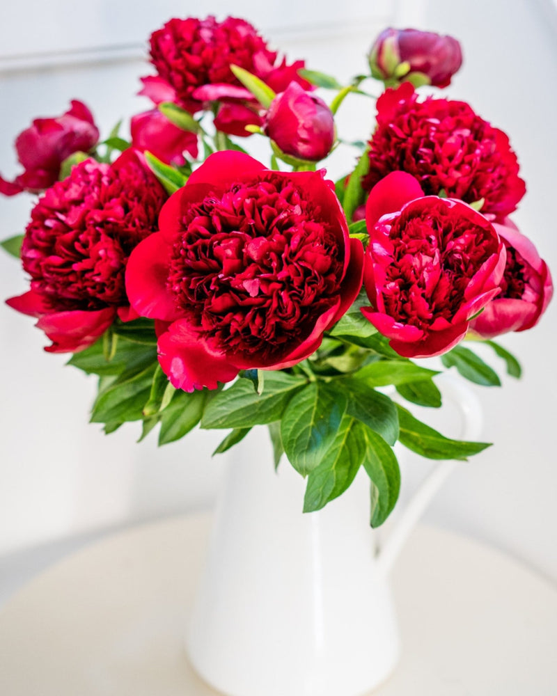 Peonies - Deep Red