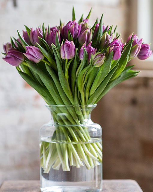 10-8---Double---Lilac-Tulips