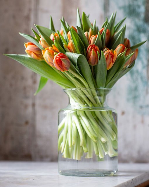 Tulips - Orange - Double