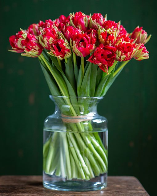 Tulips - Double - Red