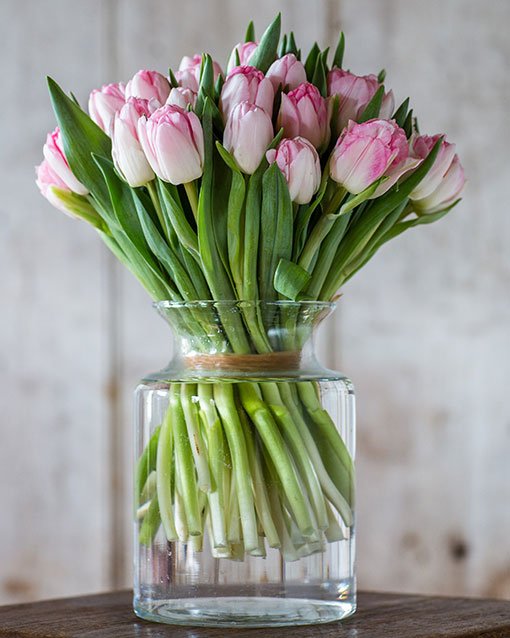 Tulips - Double - Pink & Cream