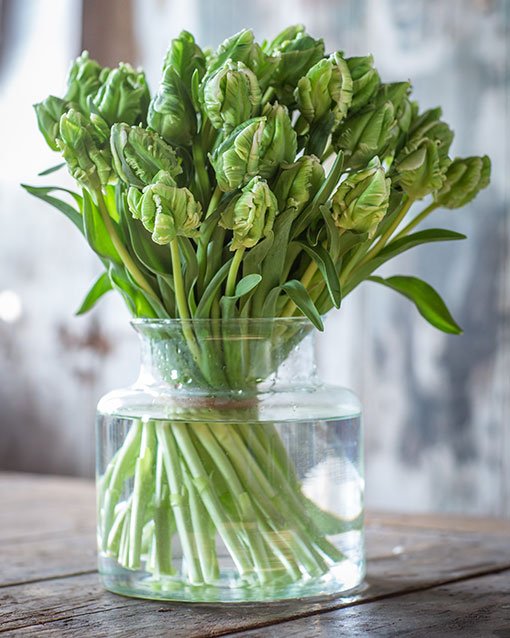 Tulips - Double - White & Green