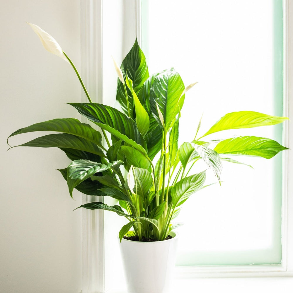 10-8 Peace Lily 2Q3A9937