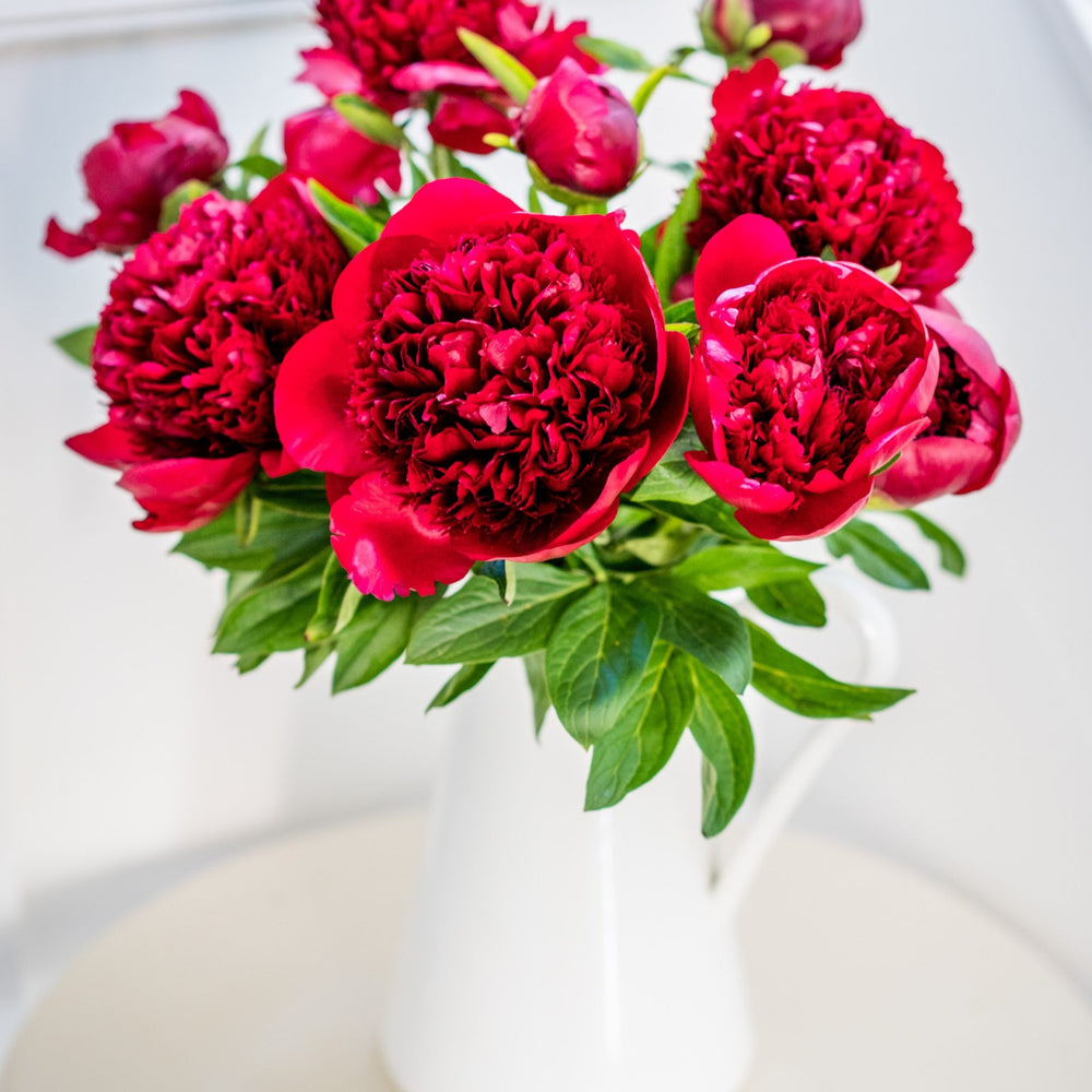 
                      
                        10-8 - Peonies - Red Charm
                      
                    