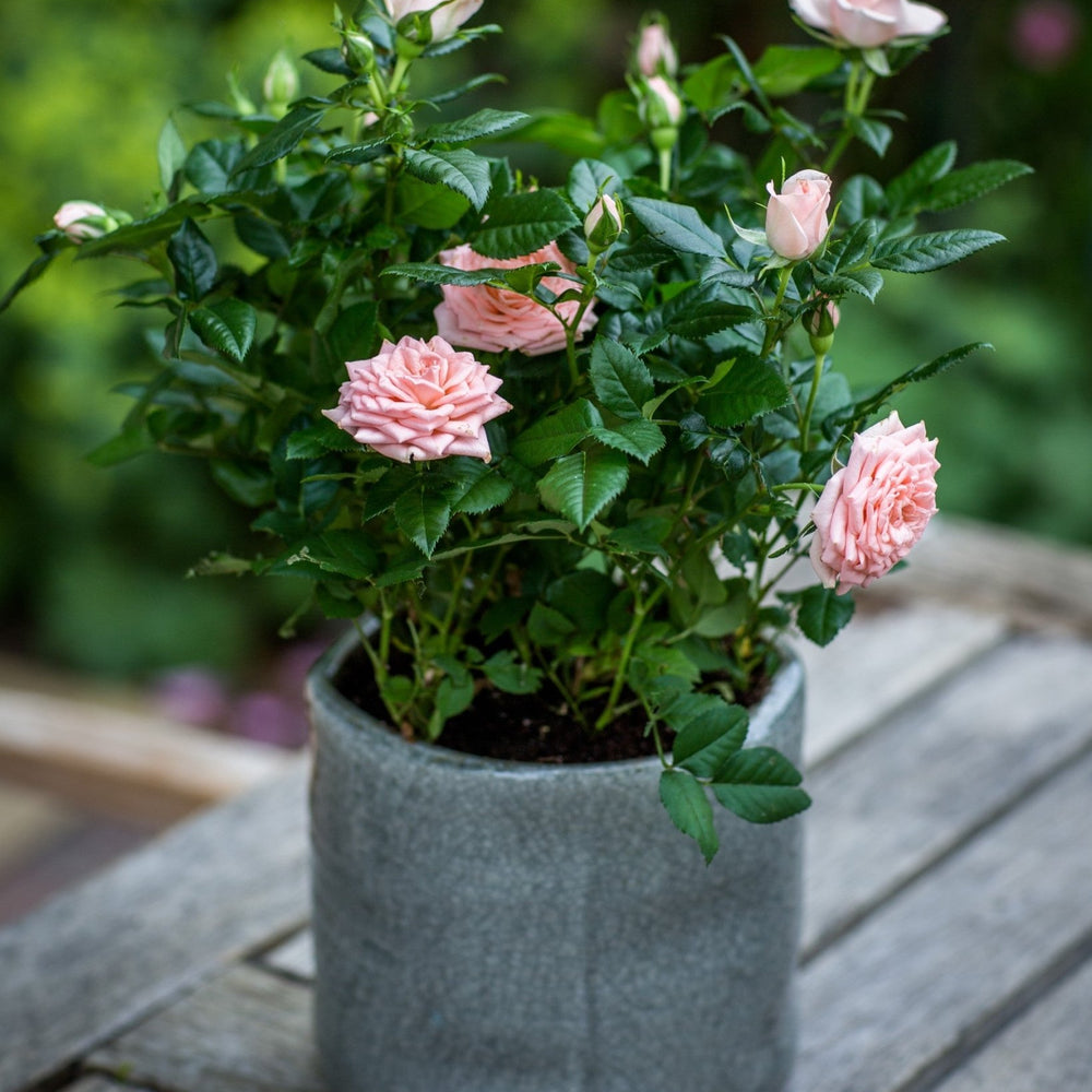 10 - 8 - Pink Rose Bush