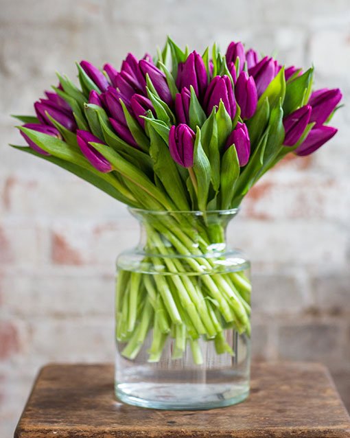 Tulips - Purple
