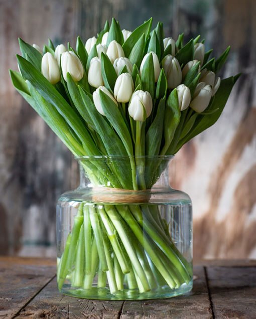 Tulips - White