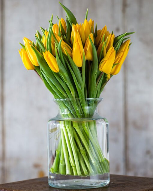 Tulips - Yellow