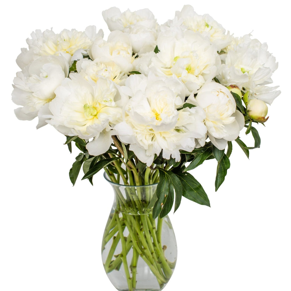 
                      
                        10-8 - White Peonies
                      
                    