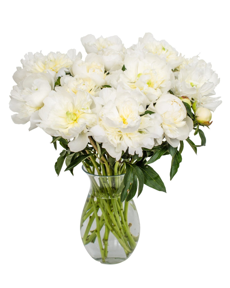 Peonies - White