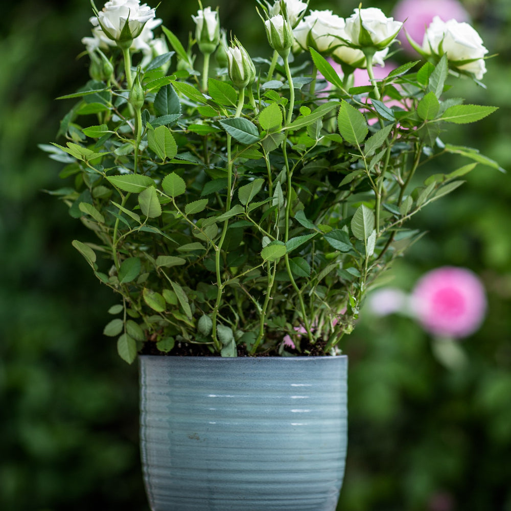 10 - 8 - White Rose Bush