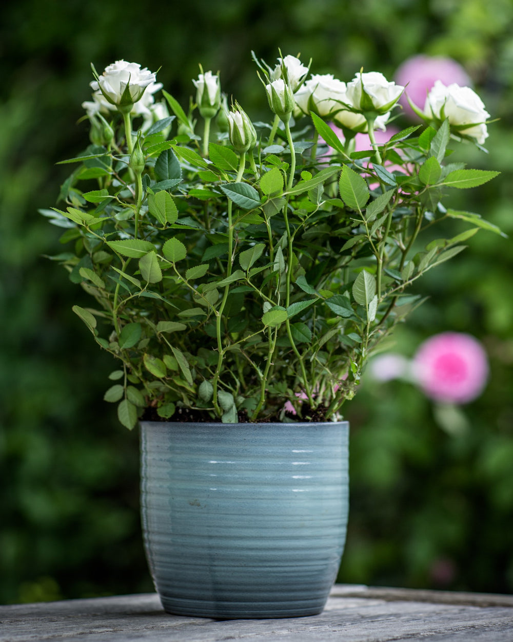 10 - 8 - White Rose Bush