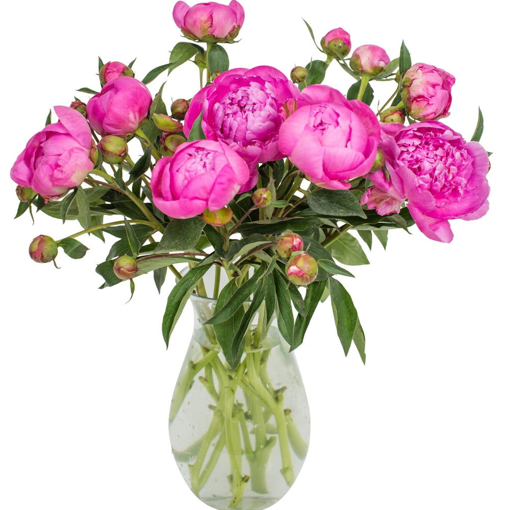 
                      
                        Subscription Flowers - Peonies
                      
                    