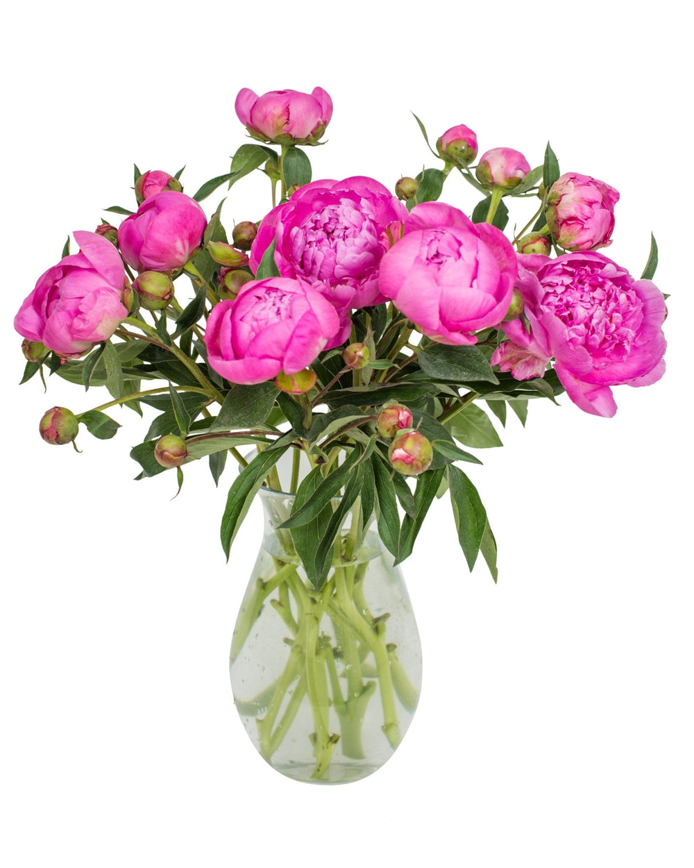 Subscription Flowers - Peonies