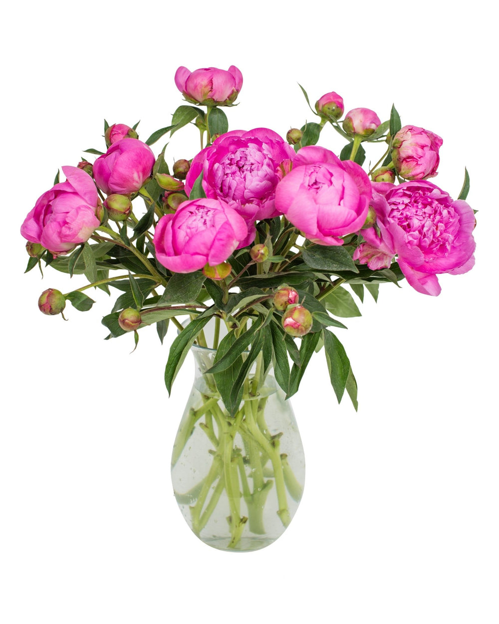 Peonies - Bright Pink