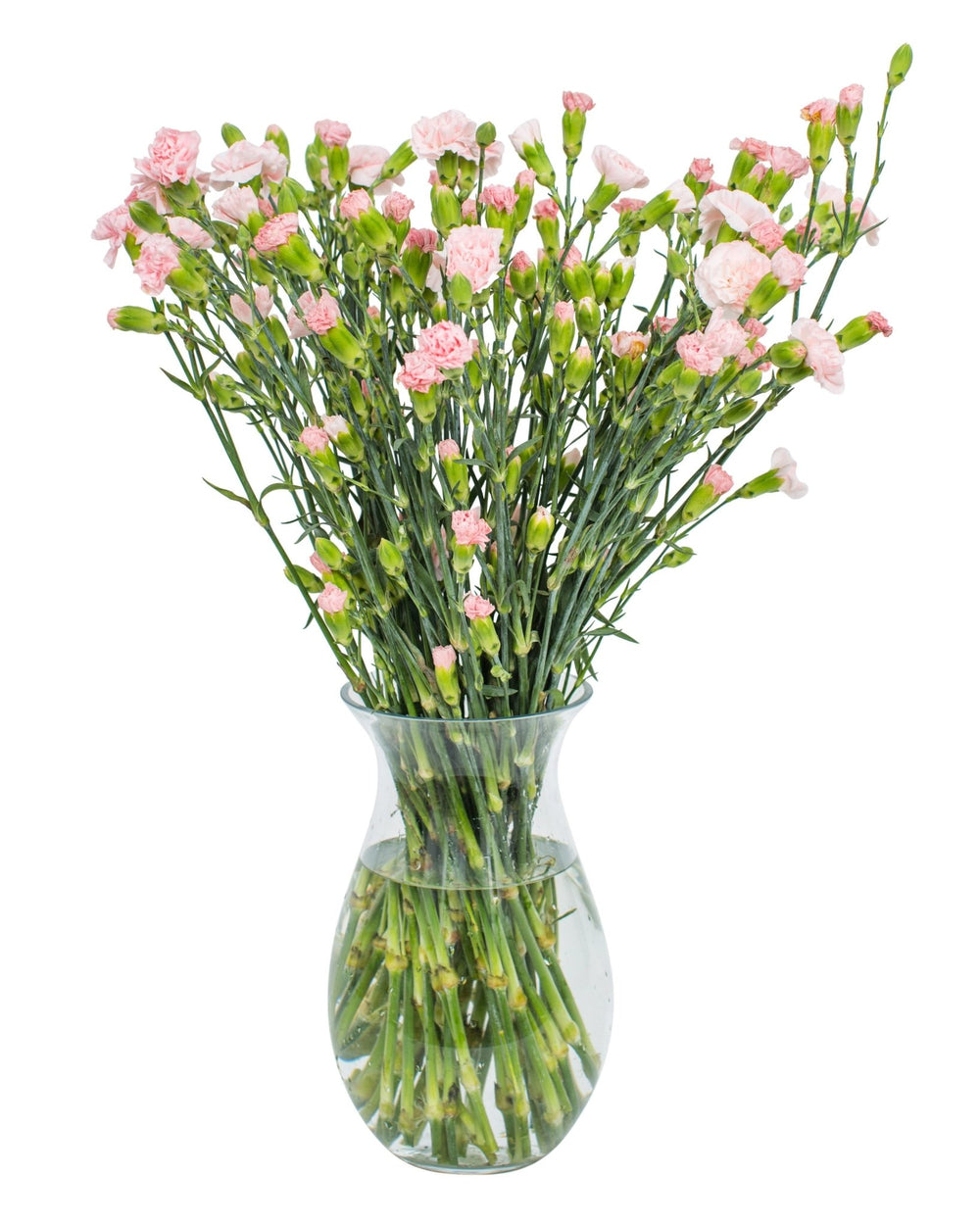 Carnations - Spray - Pink