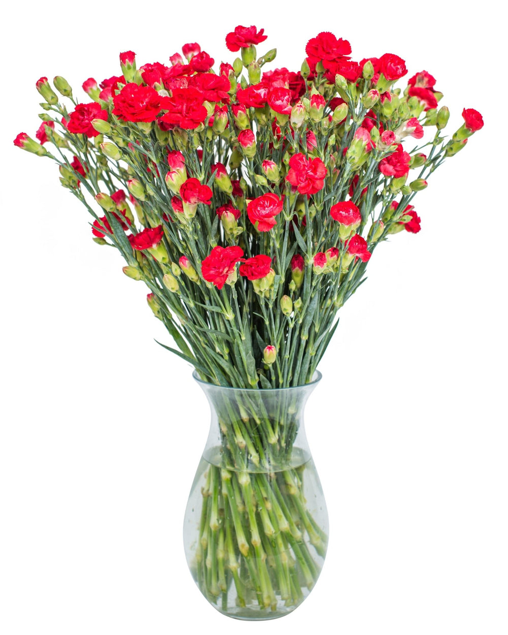 Carnations - Spray - Red