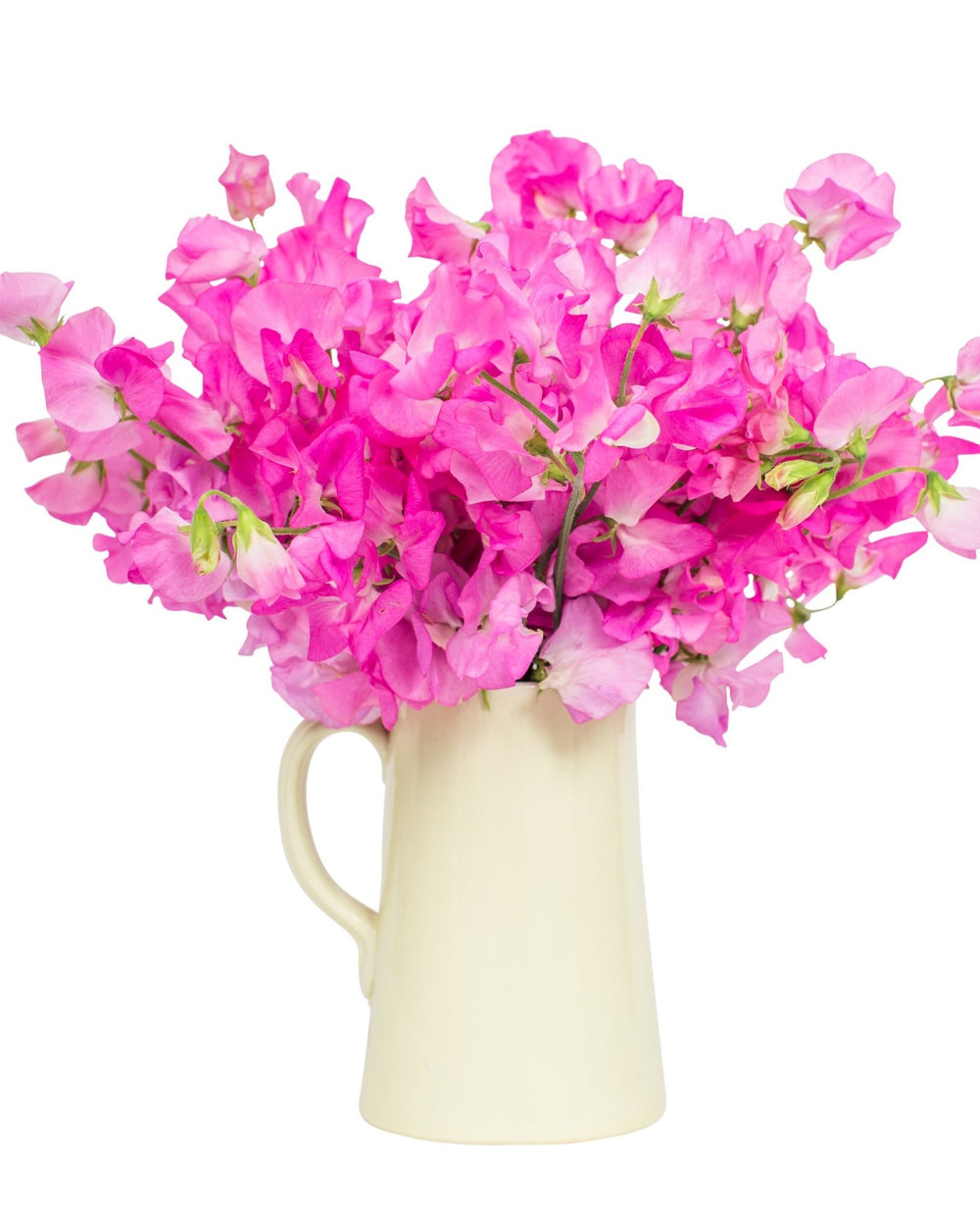 Sweet Peas - Bright Pink