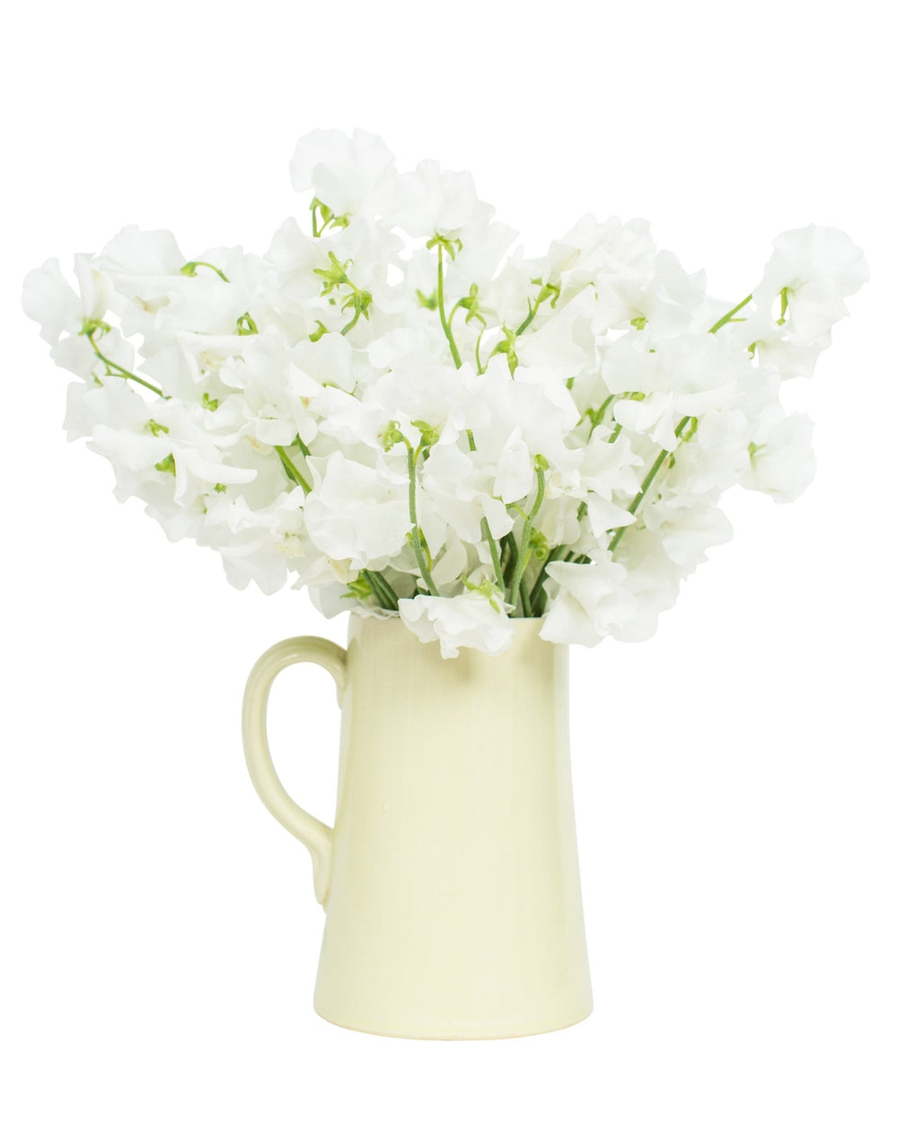 Sweet Peas - White