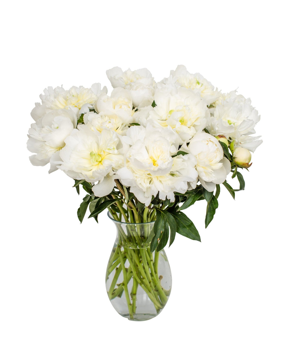 Peonies - White