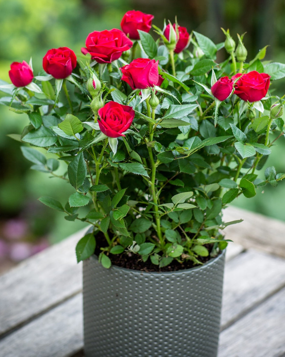 Rose Bush - Red