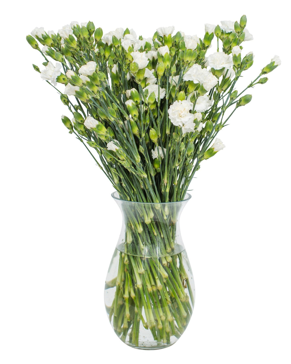 Carnations - Spray - White