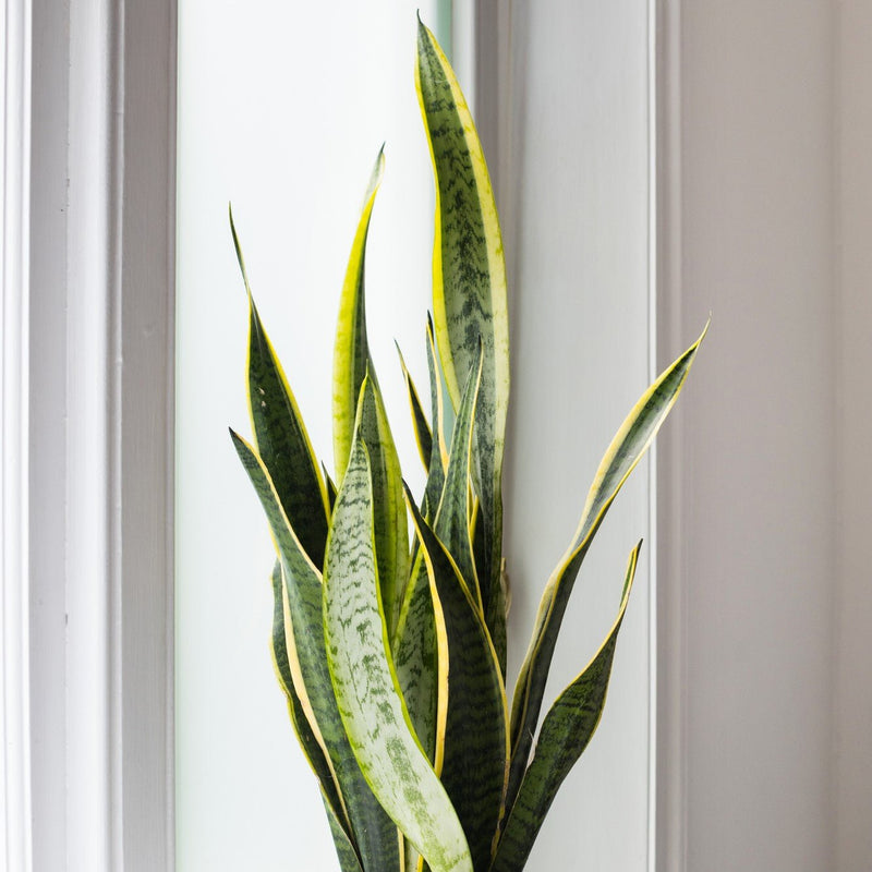 House Plants - Sansevieria - Laurentii