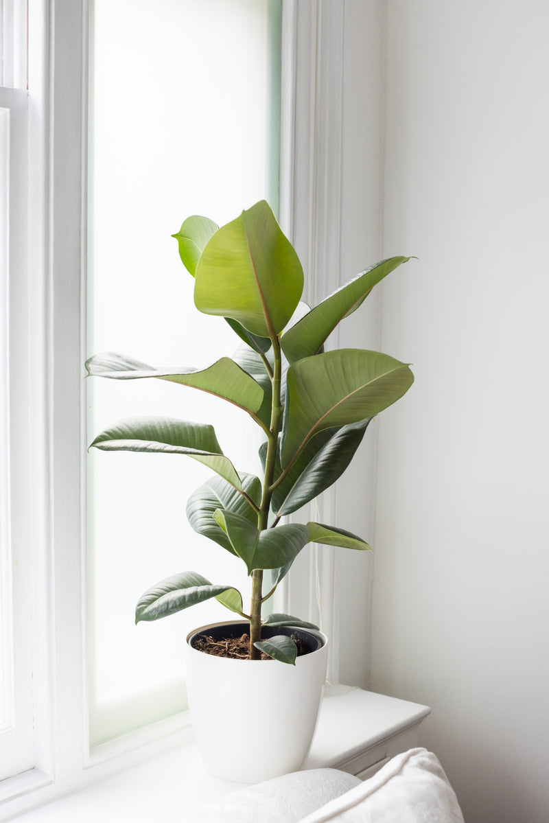 House Plants - Ficus Elastica - Robusta