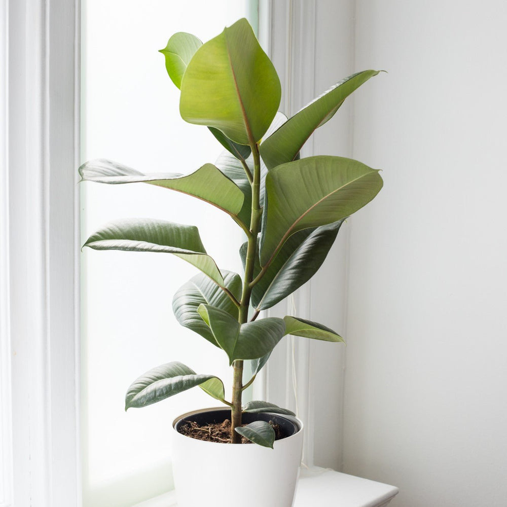 
                      
                        Indoor Plant Subscriptions - 12 Months
                      
                    