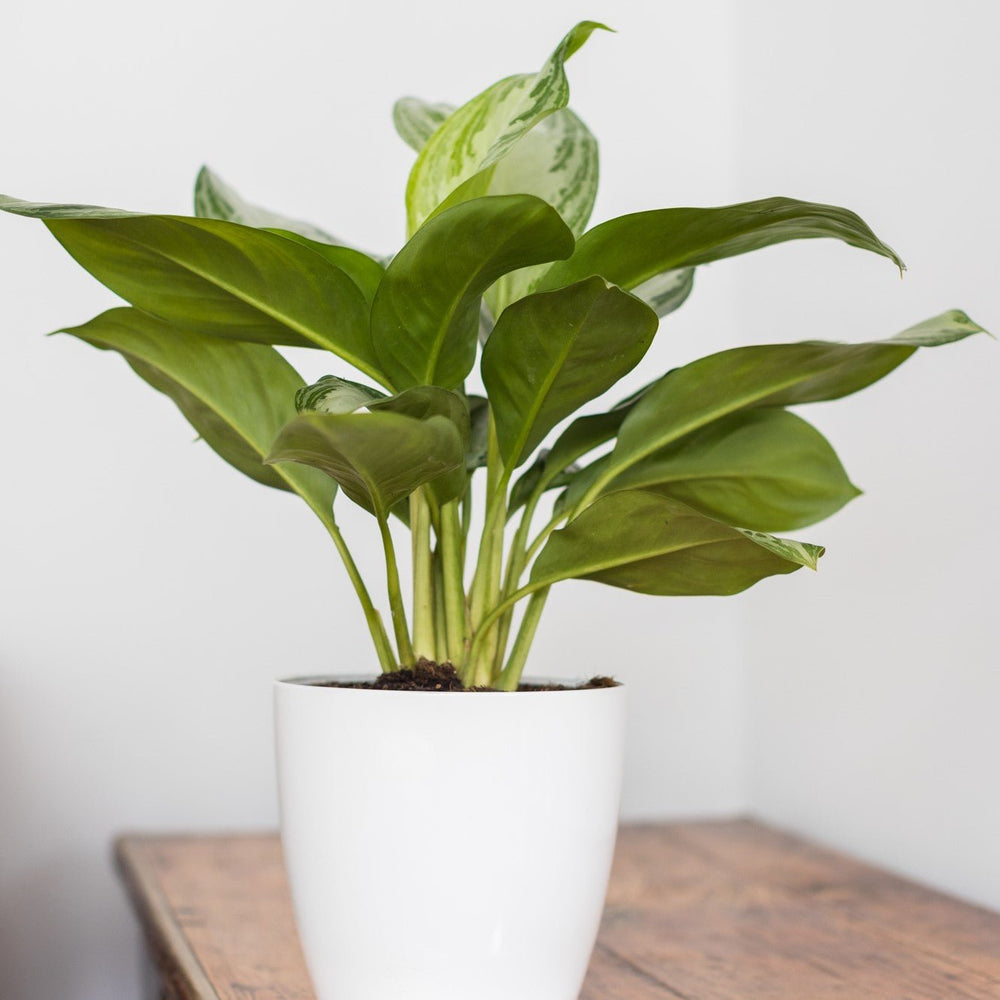 
                      
                        Indoor Plant Subscriptions - 12 Months
                      
                    