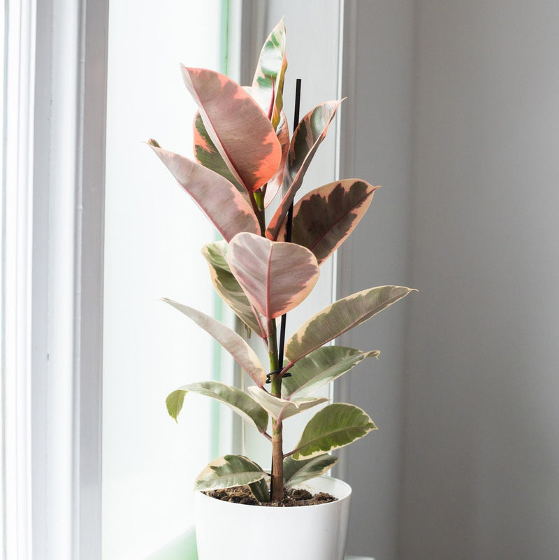 House Plants - Ficus Elastica - Belize