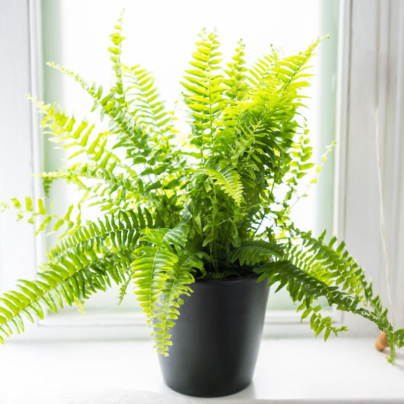House Plants - Nephrolepis Exaltata - Boston Fern
