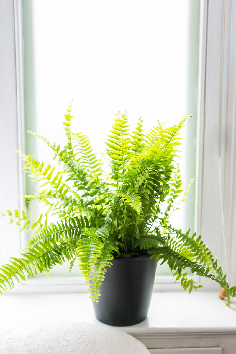 House Plants - Nephrolepis Exaltata - Boston Fern