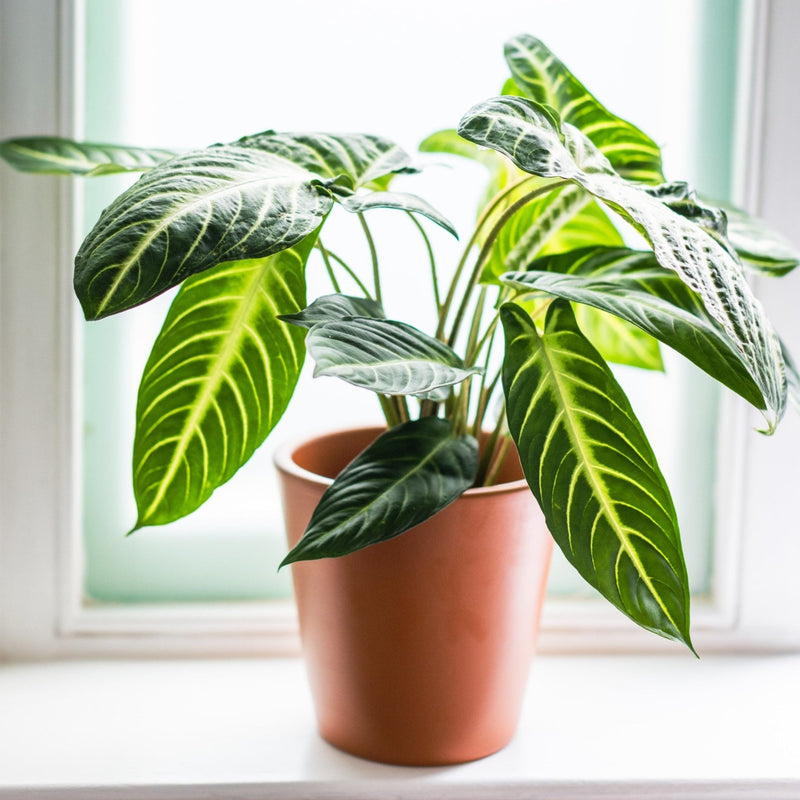 House Plants - Caladium - Lindenii
