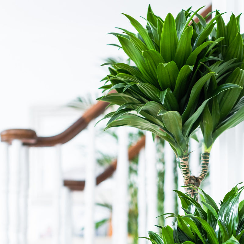 House Plants - Dracaena Fragrans - Compacta