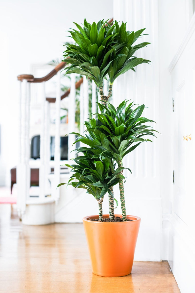 House Plants - Dracaena Fragrans - Compacta
